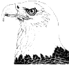 eagleheadstudy1.gif (1991 bytes)