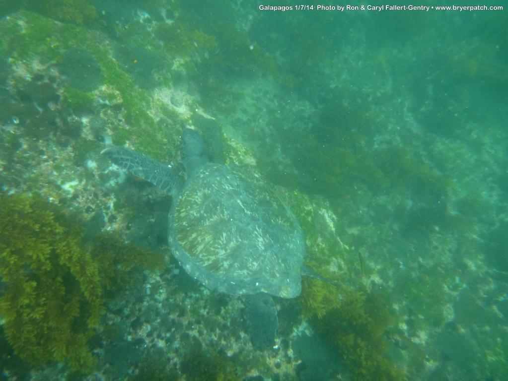 click for next image