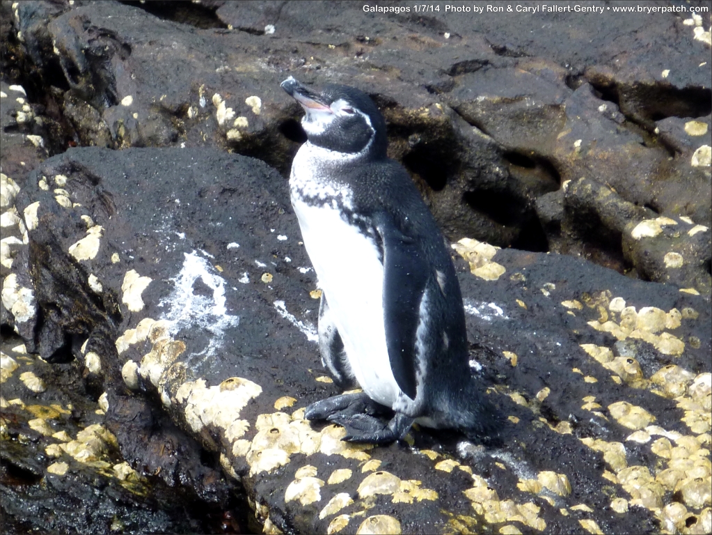 click for next image