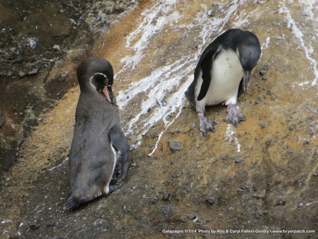 click for next image