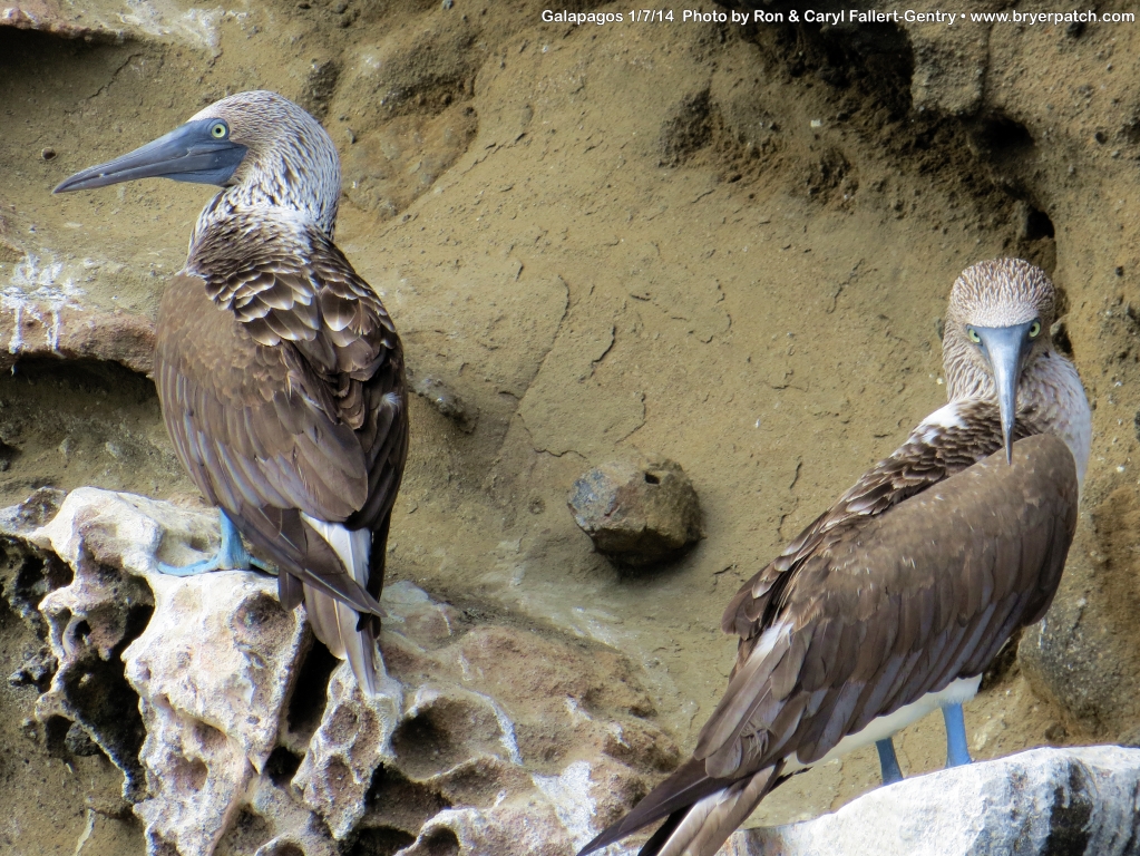 click for next image